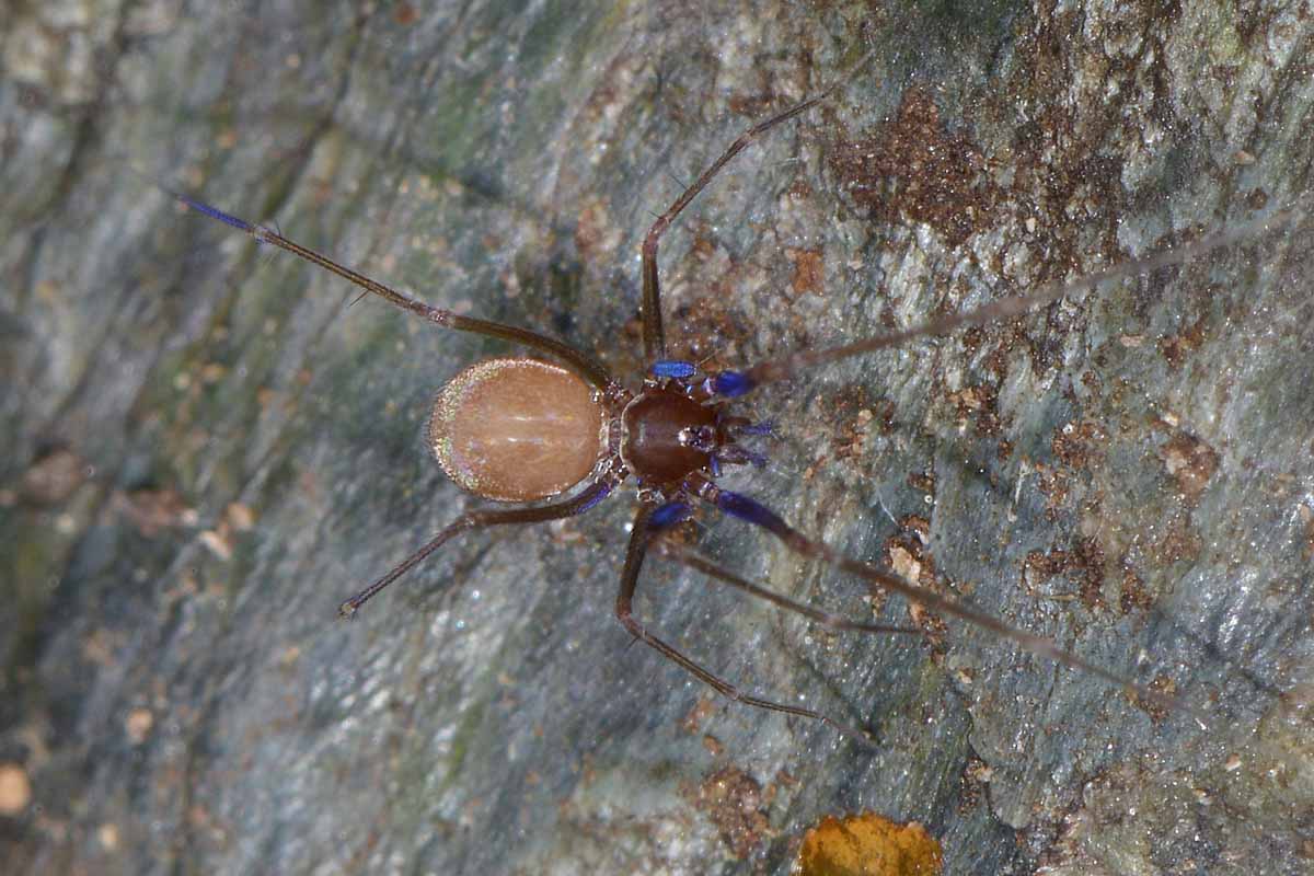 Leptoneta sp. - Avigliana (TO)